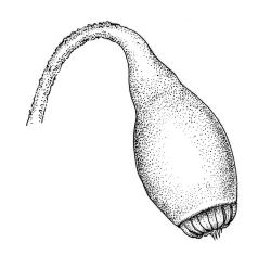 Sematophyllum jolliffii, capsule and portion of seta. Drawn from G. Marie Taylor s.n., 14 Dec. 1989, CHR 462110.
 Image: R.C. Wagstaff © Landcare Research 2016 